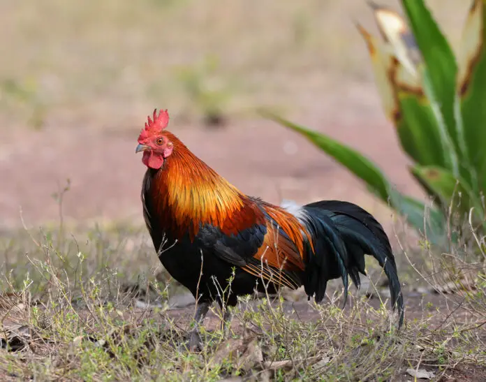 Rooster bantam crows chicken colorful red on field natural backg