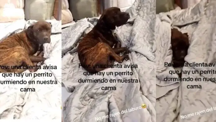 perrito