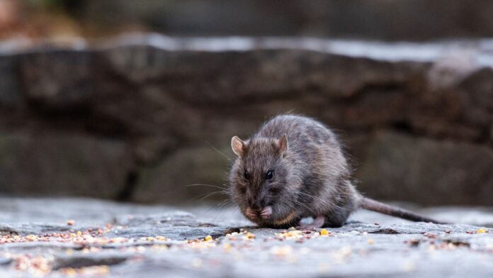 rata-leptospirosis