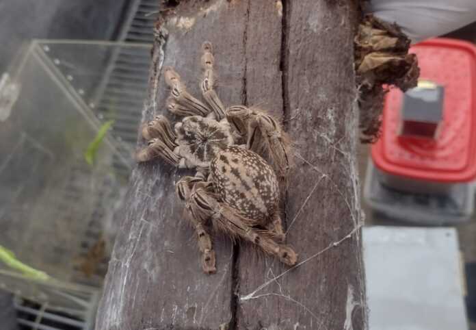 araña-serpiente-escorpion