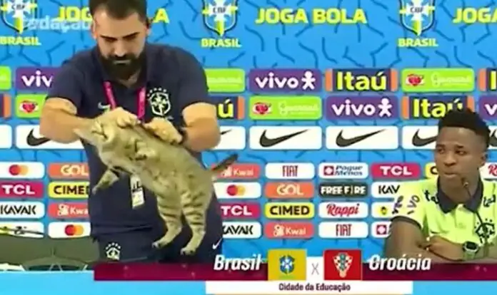 gato