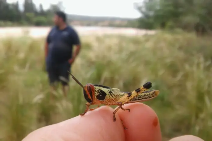 multimedia.normal.b0a1d97c84cf6881.4c616e676f737461735f6e6f726d616c2e706e67