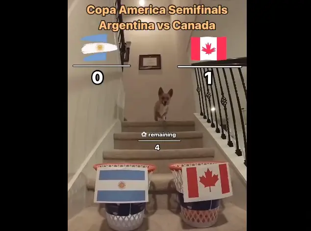 perrito
