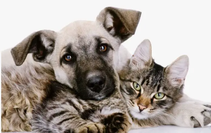 perro y gato