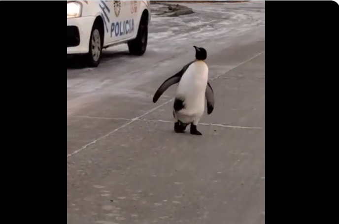 pinguino