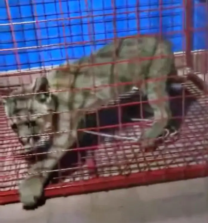 puma-cuesta-bblannca