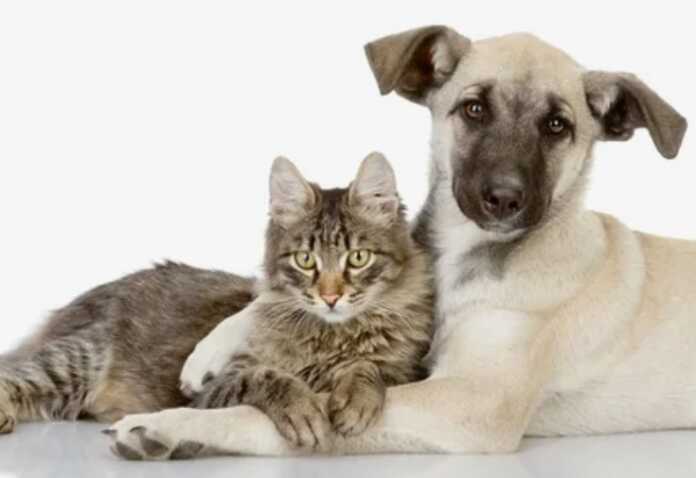 perro y gato