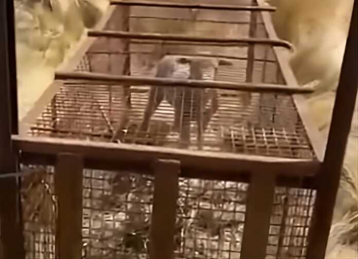 OVEJA-TRAMPA-transformed