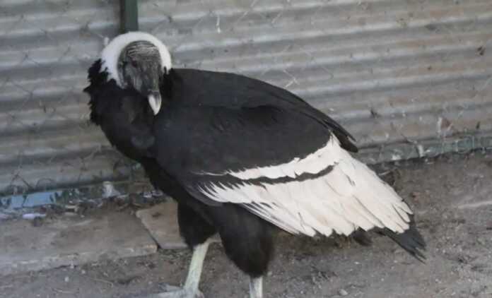 condor