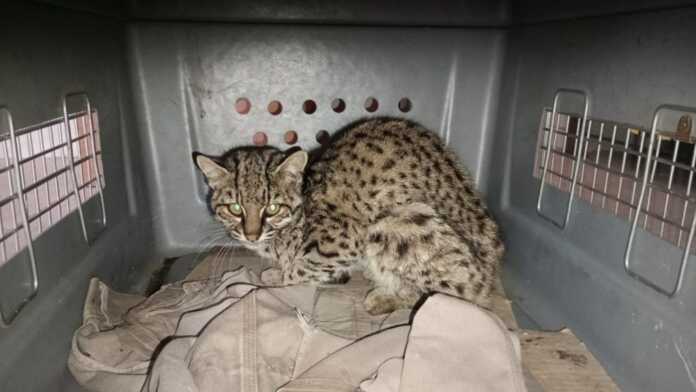 gato-montes-1024x576