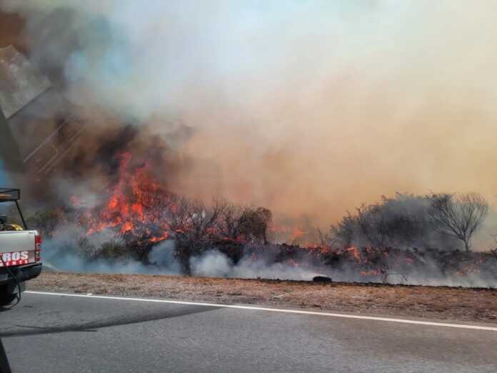 incendio-bosque-alegre (3)