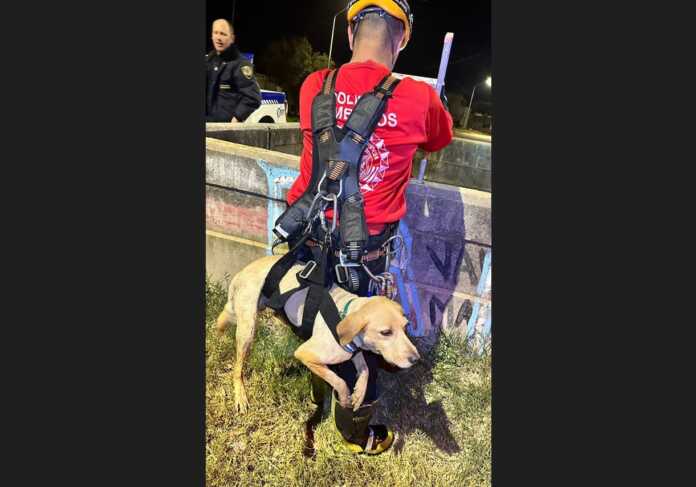 rio4-perro-rescatado