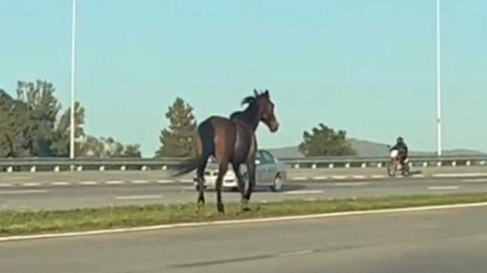 Caballo suelto en circunvalación