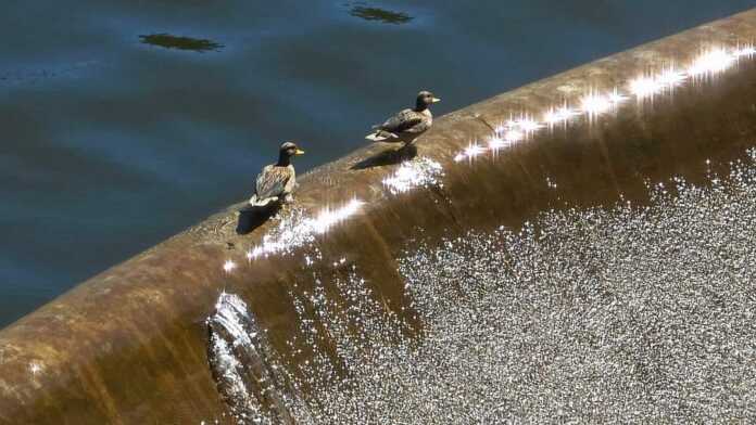 patitos