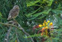 Maltrato animal: Nace en Córdoba una fundación para combatirlo con IA y denuncias anónimas