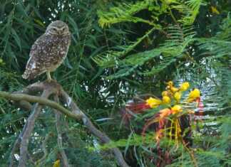 Maltrato animal: Nace en Córdoba una fundación para combatirlo con IA y denuncias anónimas