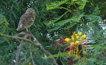 Maltrato animal: Nace en Córdoba una fundación para combatirlo con IA y denuncias anónimas