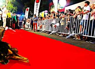 PRIMICIA: No habrá alfombra roja para Zito Fuentes