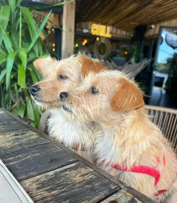 dos perros disfrutando del Chill Lake Bar