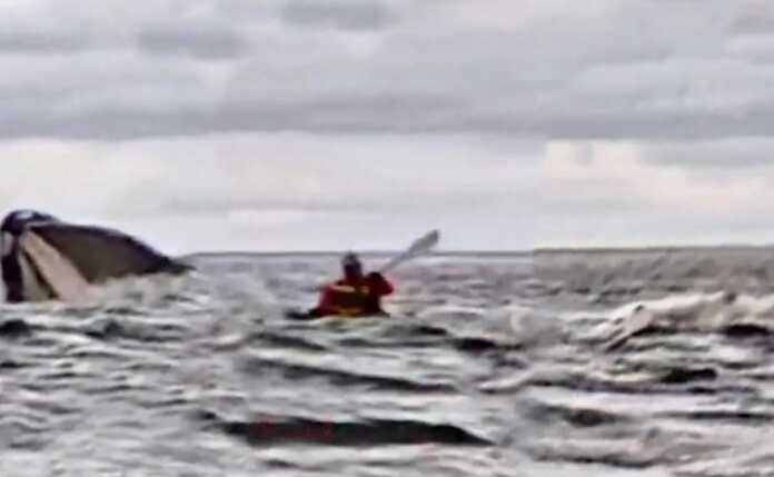 Fue tragado por una ballena