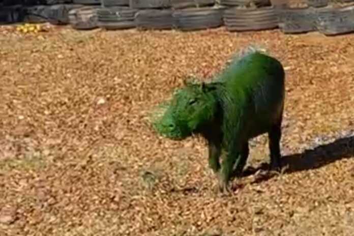 carpincho-verde