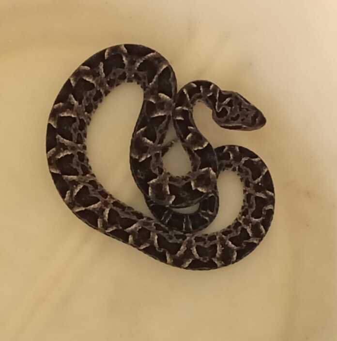 Imagen de WhatsApp 2025-03-17 a las 18.14.40_6f9c24c2