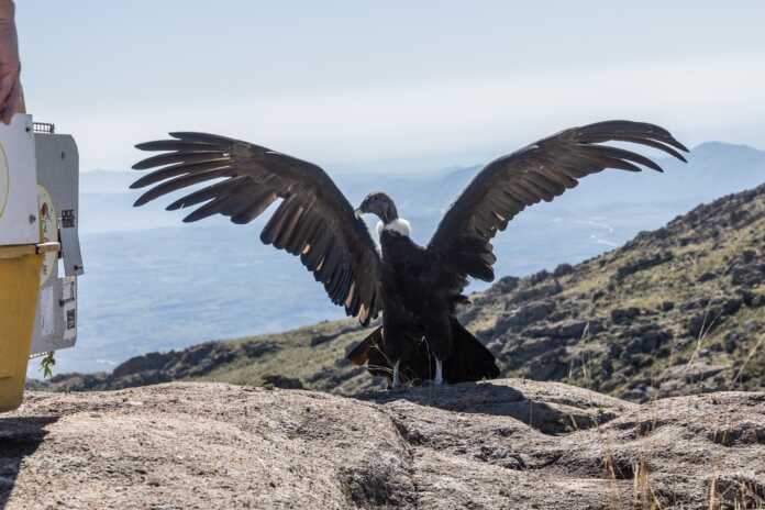 WhatsApp Image 2025-03-31 at 17.05.22