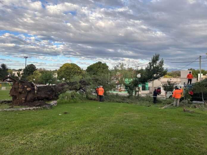 arbol caido en plaza belgrano