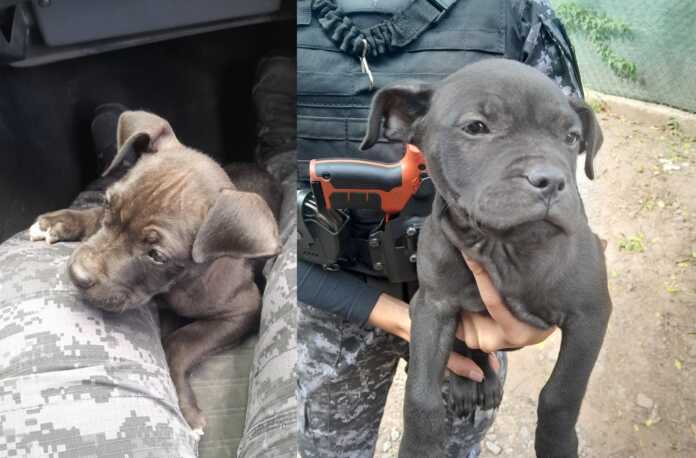 Pitbull2