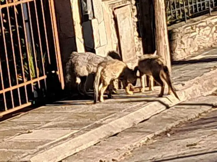 WhatsApp Image 2025-04-01 at 10.56.36