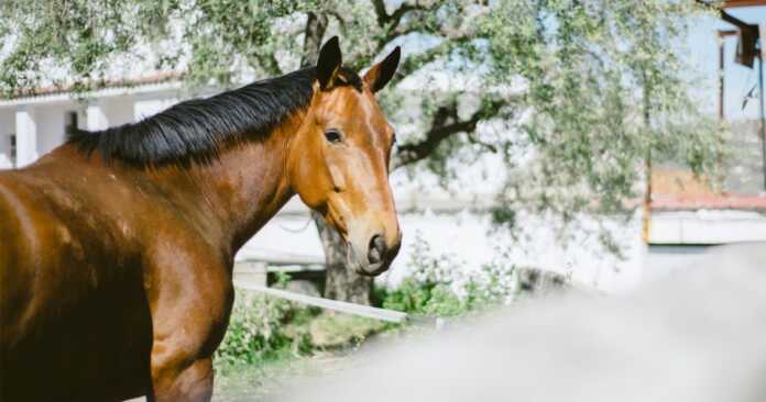 caballo