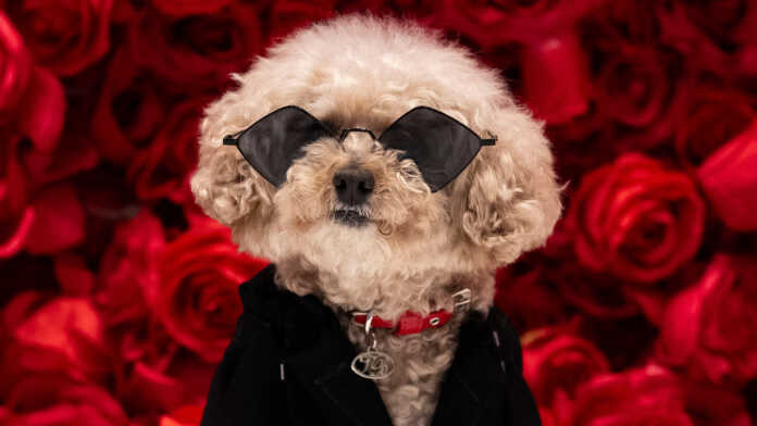 US-animal-offbeat-fashion-PET GALA