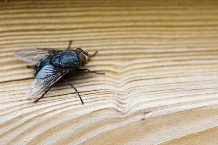 Closeup shot of a fly on a brown wooden surface