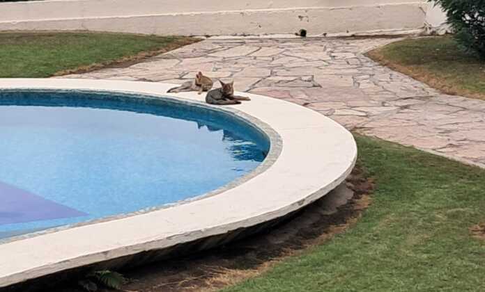 zorritos