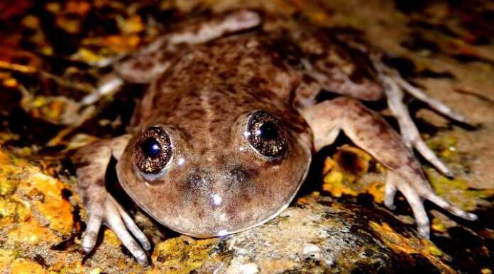 34.-Valcheta-Frog-I-720x400