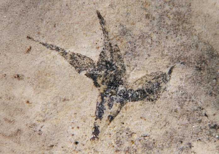 cientificas-del-conicet-descubren-en-argentina-la-flor-mas-antigua-del-pais-stellula-meridionalis-1749733011128_1024