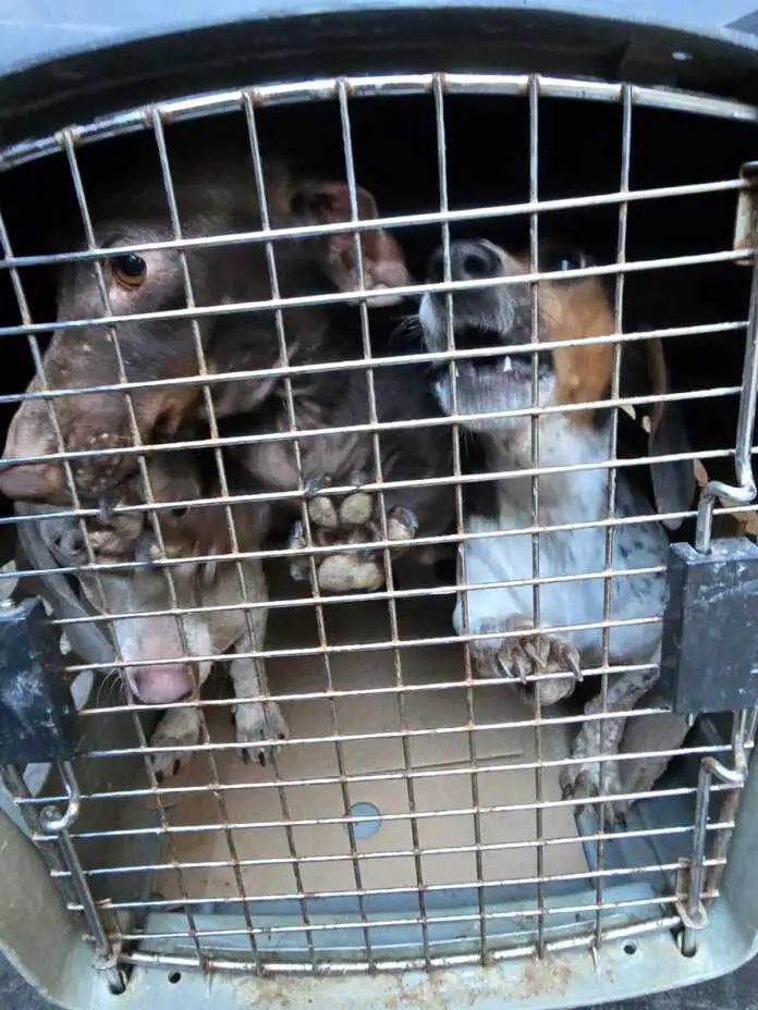 perros en pésimas condiciones