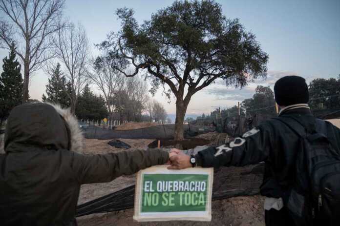 quebracho_blanco_villa_allende_resistencia01