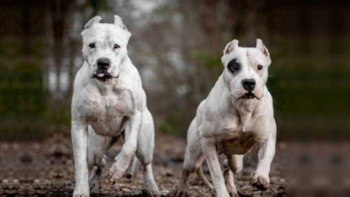 dogo