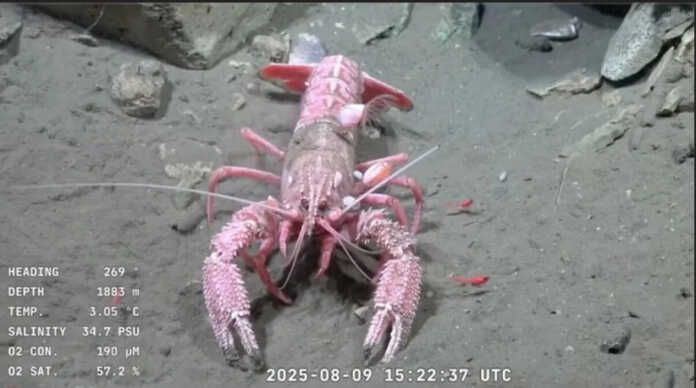 langosta