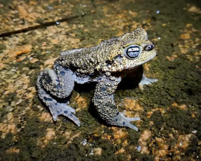 Rhinella-achalensis-Principal-1-1536x1226