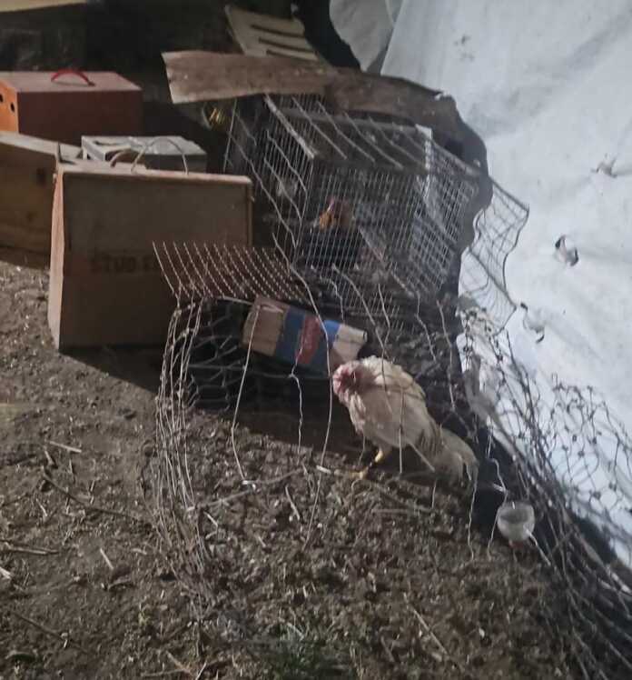 WhatsApp Image 2025-09-13 at 10.09.18 AM