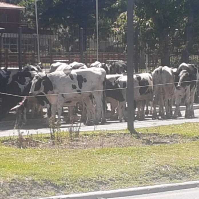 WhatsApp Image 2025-11-17 at 16.36.31 (1)