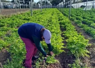 Abrieron las inscripciones para “La Huerta en Tu Hogar 2026” en toda Córdoba: cómo inscribirse
