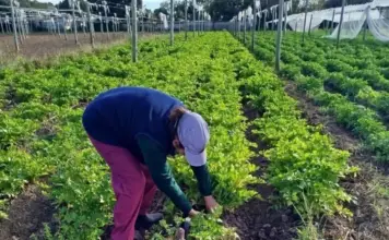 Abrieron las inscripciones para “La Huerta en Tu Hogar 2026” en toda Córdoba: cómo inscribirse