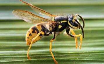 Un hombre murió tras ser atacado por un enjambre de avispas «chaqueta amarilla» mientras cortaba leña