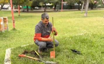 Plaza Alberdi se renueva con la plantación de árboles nativos