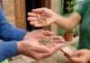 Soberanía alimentaria: entrega gratuita de kits de semillas otoño-invierno en Carlos Paz