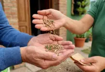 Soberanía alimentaria: entrega gratuita de kits de semillas otoño-invierno en Carlos Paz