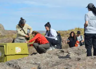 La historia de Pacha y Taba, los cóndores liberados en el Parque Nacional Quebrada del Condorito